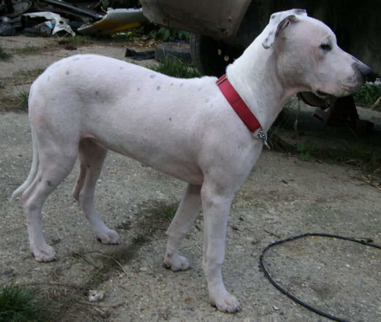Dogo1.jpg