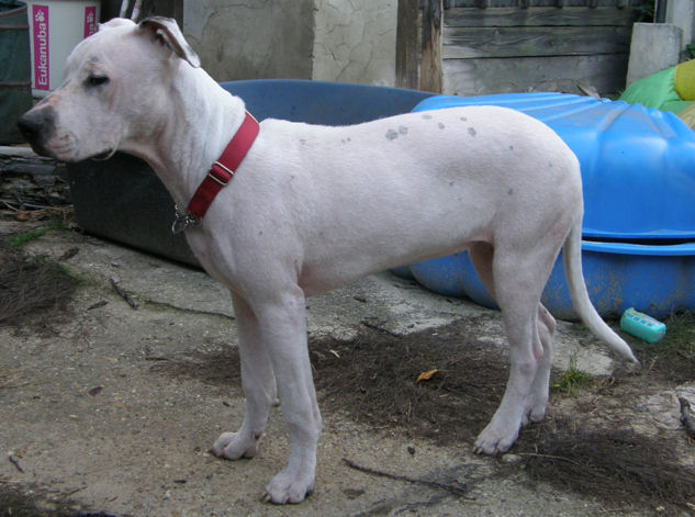 Dogo2.jpg