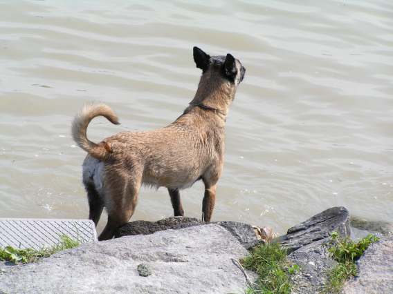Donau1.jpg