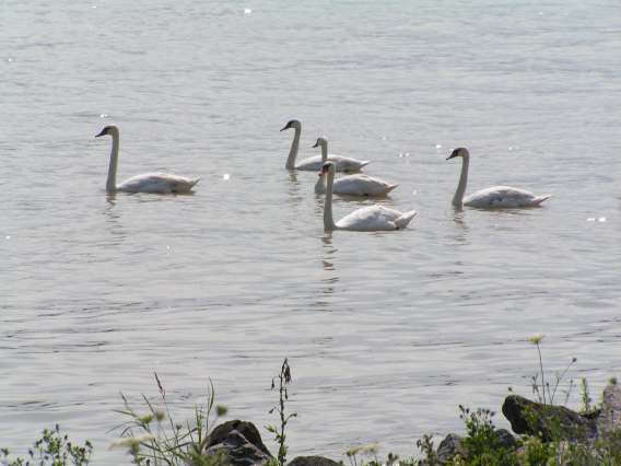 Donau3.jpg