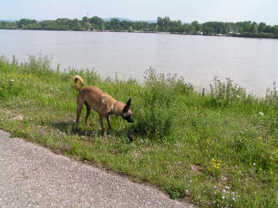 Donau4.jpg
