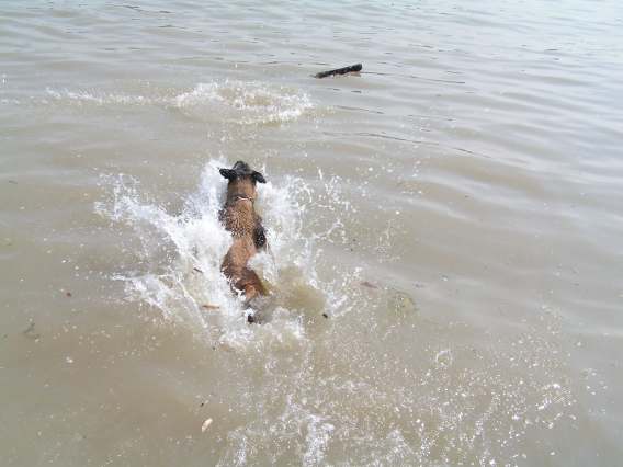 Donau5.jpg