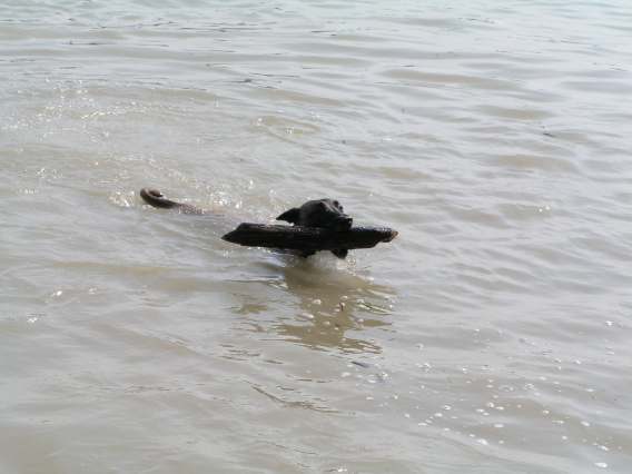 Donau6.jpg