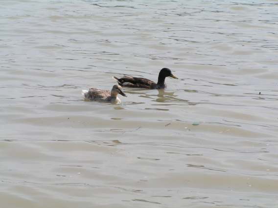 Donau90.jpg