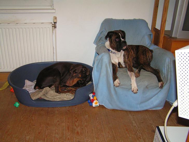 Hund_Atos2.JPG