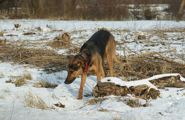 Kira1a_160109.jpg