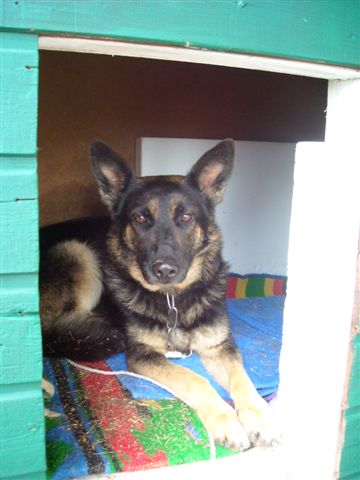 Kira_Fundhund2.jpg