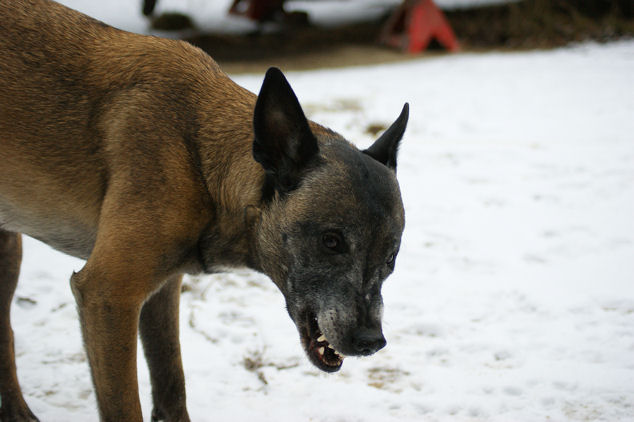 Shaki1_070109a.jpg