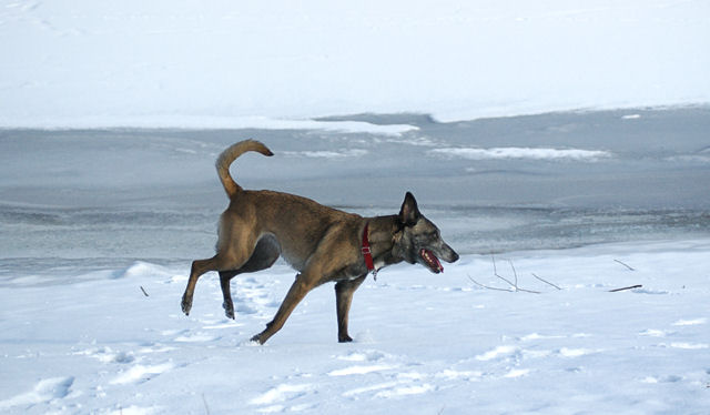 Shaki5a_160109.jpg