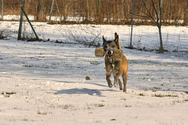 Shaki_120310_2.jpg