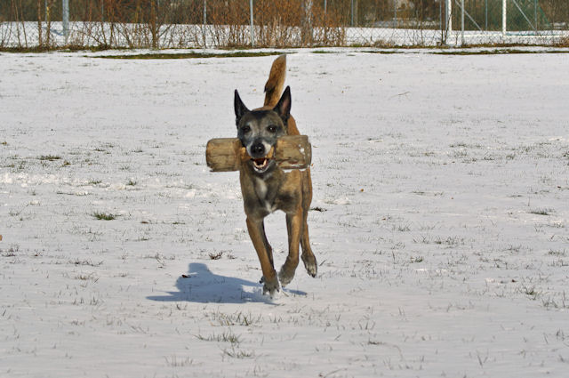 Shaki_120310_4.jpg