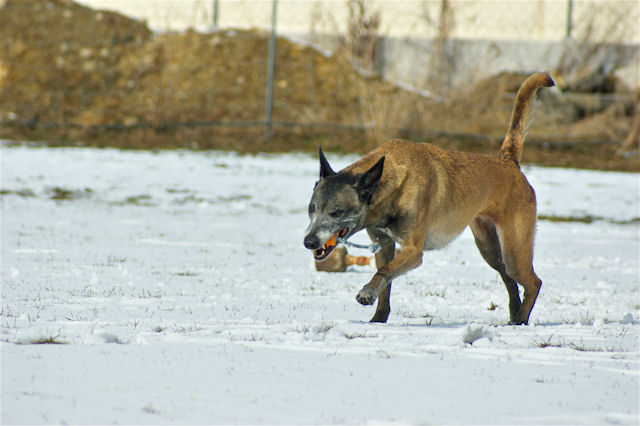 Shaki_120310_6.jpg