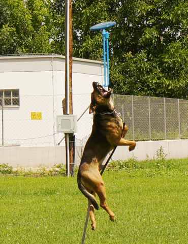 Buddy1_100611_Wuff.jpg