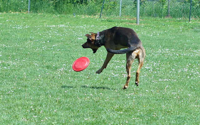 Buddy4.jpg