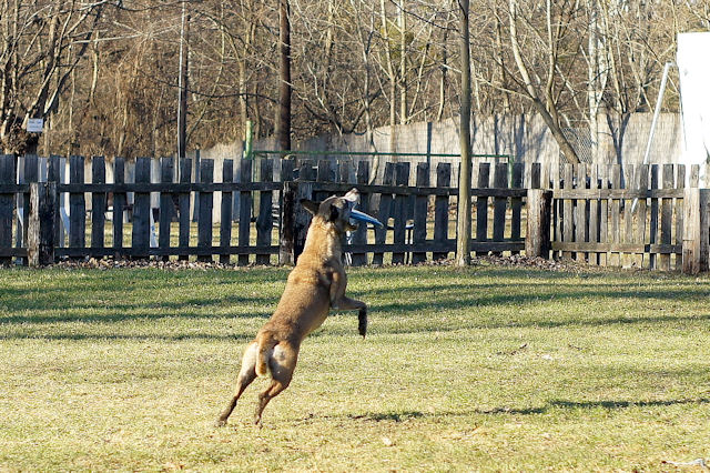Frisbee.jpg