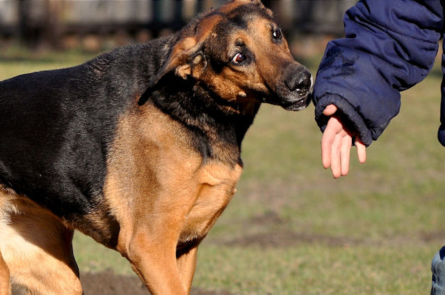 Hunde1_200111.jpg