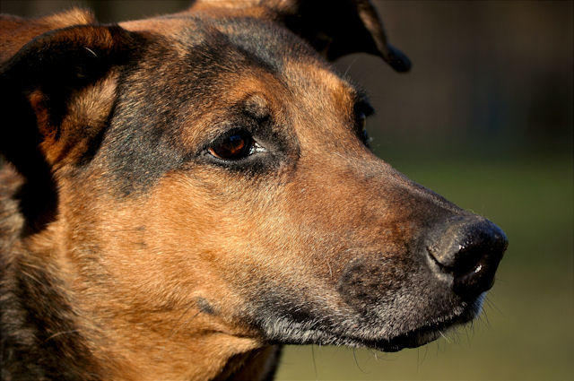 Hunde1_200111_1.jpg