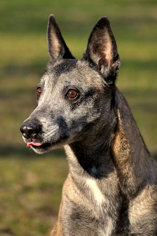 Hunde1_200111_2.jpg