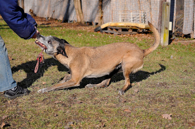 Hunde1_200111_3.jpg