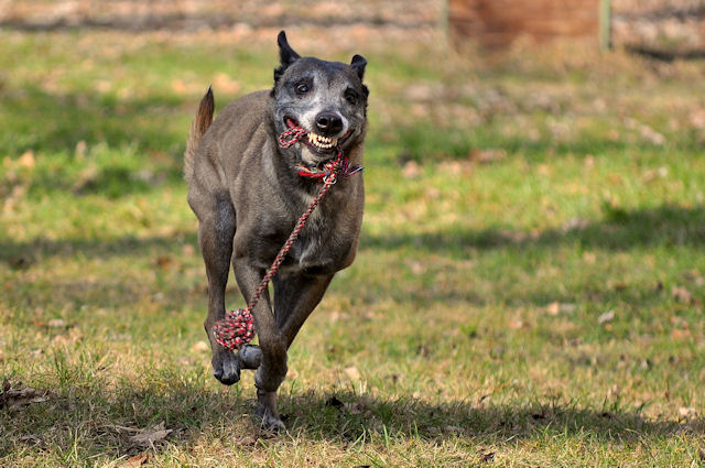Hunde1_200111_4.jpg