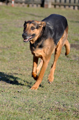 Hunde_200111_2a.jpg