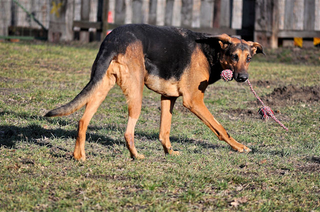 Hunde_200111_3a.jpg