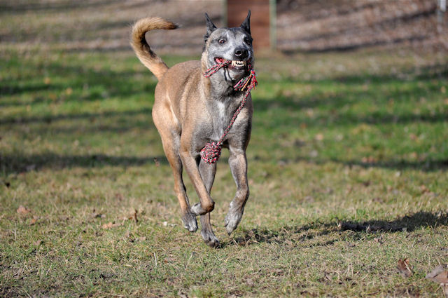 Hunde_200111a.jpg