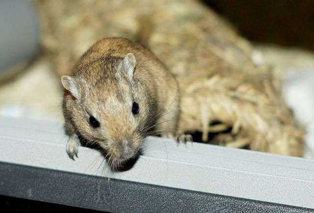 Maus_130211.jpg