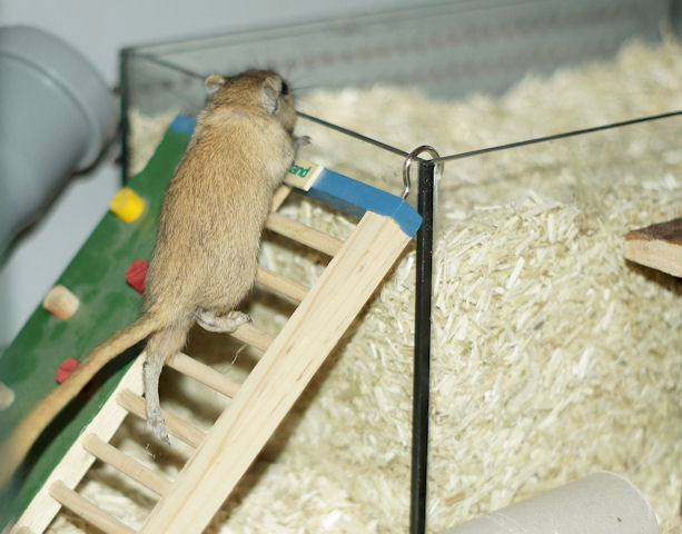 Maus_130211_1.jpg