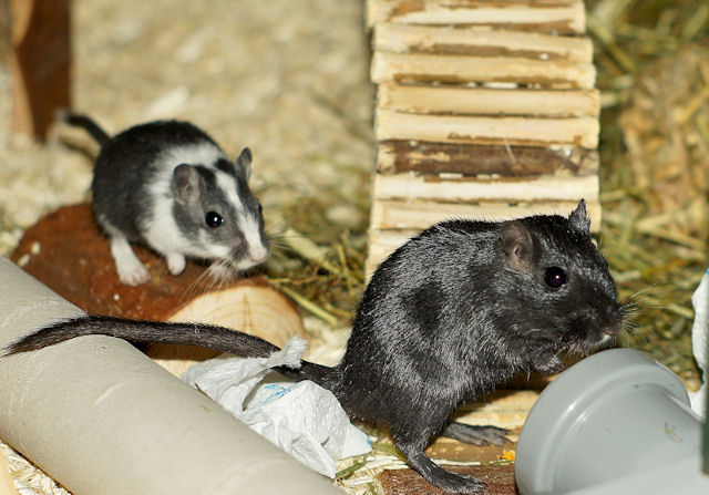 Maus_130211_10.jpg