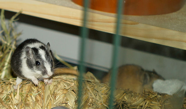 Maus_130211_11.jpg