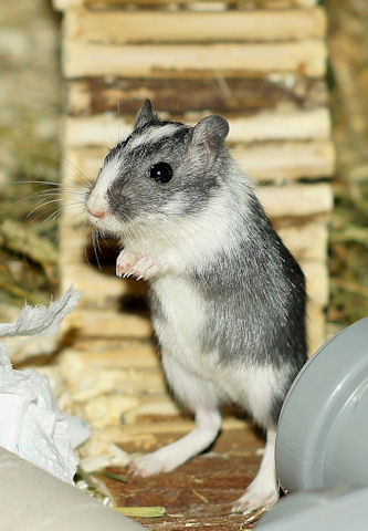 Maus_130211_14.jpg