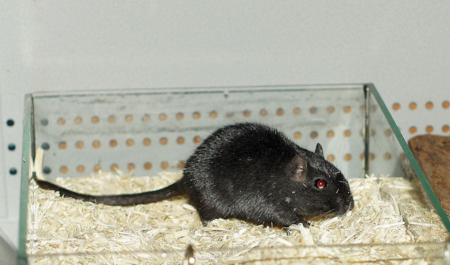 Maus_130211_15.jpg