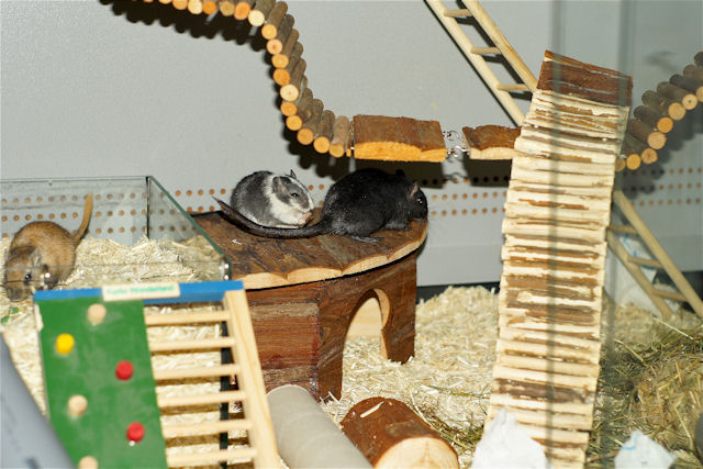 Maus_130211_17.jpg
