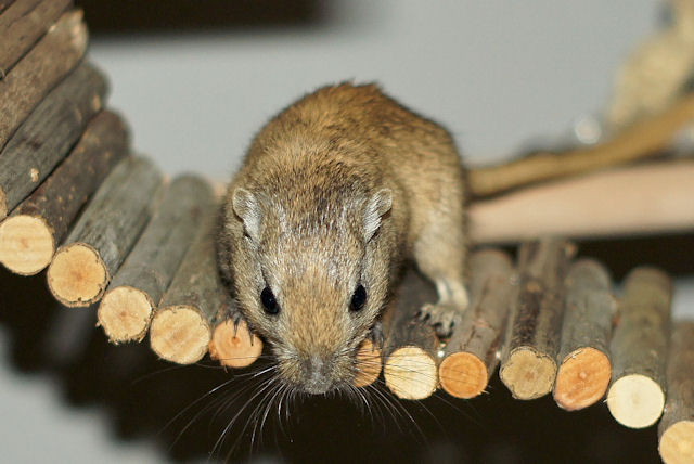 Maus_130211_2.jpg