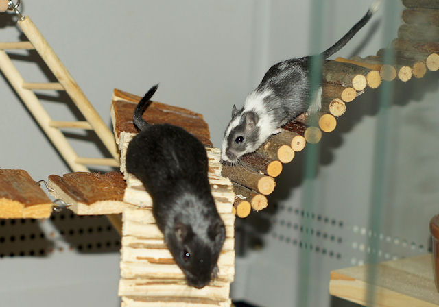 Maus_130211_5.jpg