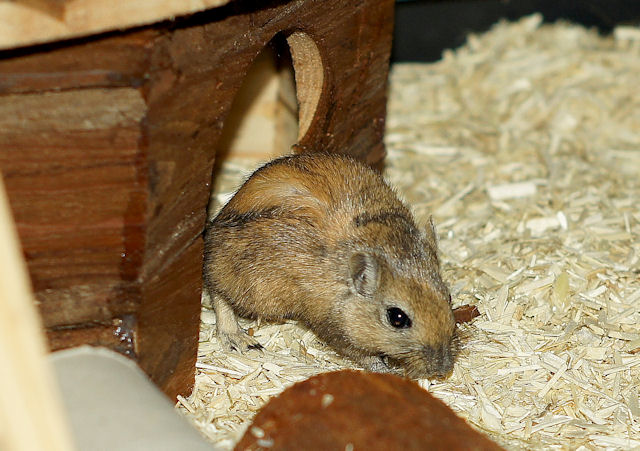 Maus_130211_6.jpg