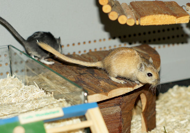 Maus_130211_7.jpg