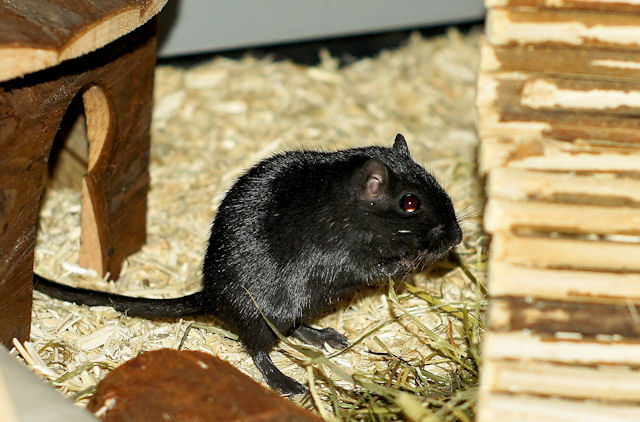 Maus_130211_8.jpg