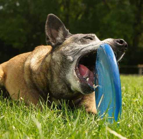 Shaki1_100611_Wuff.jpg
