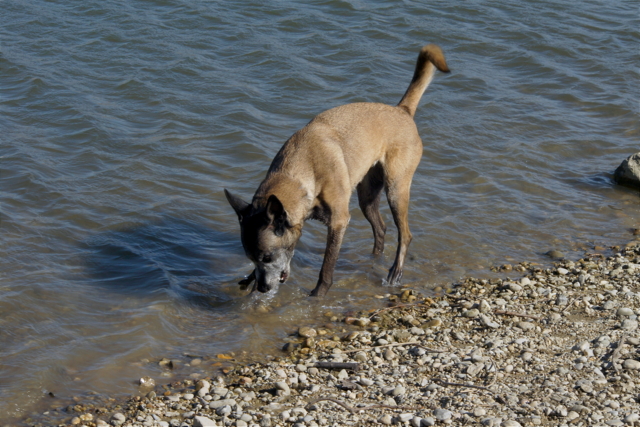 Shaki_240311_6.JPG