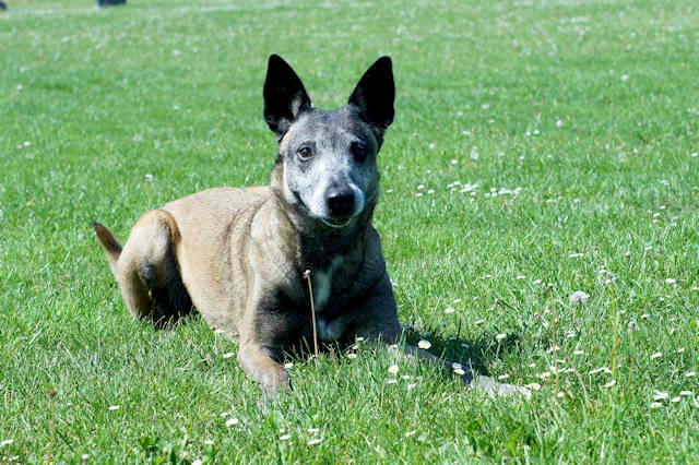 Shaki_Mai2011_5.jpg