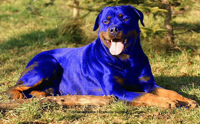 blueweiler.jpg